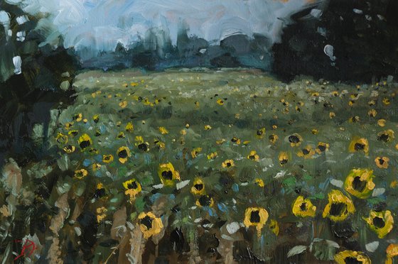 In the sunflower field