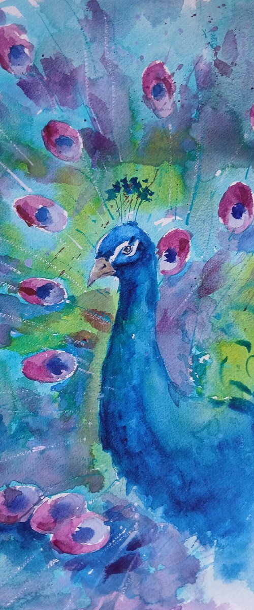 peacock by Giorgio Gosti