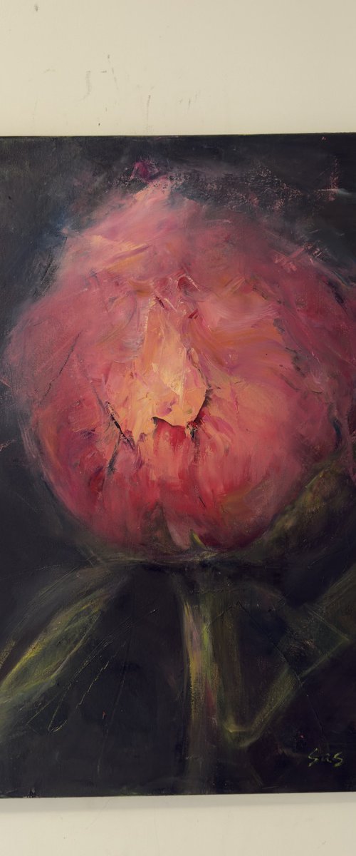 Pink peony by Liubou Sas
