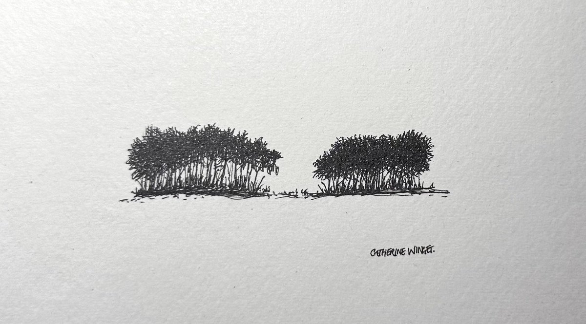 Landscape Ink Drawing By Catherine Winget, 9 X 8, Trees In Pen And Ink - Norfolk Landscape English Countryside, Artfinder