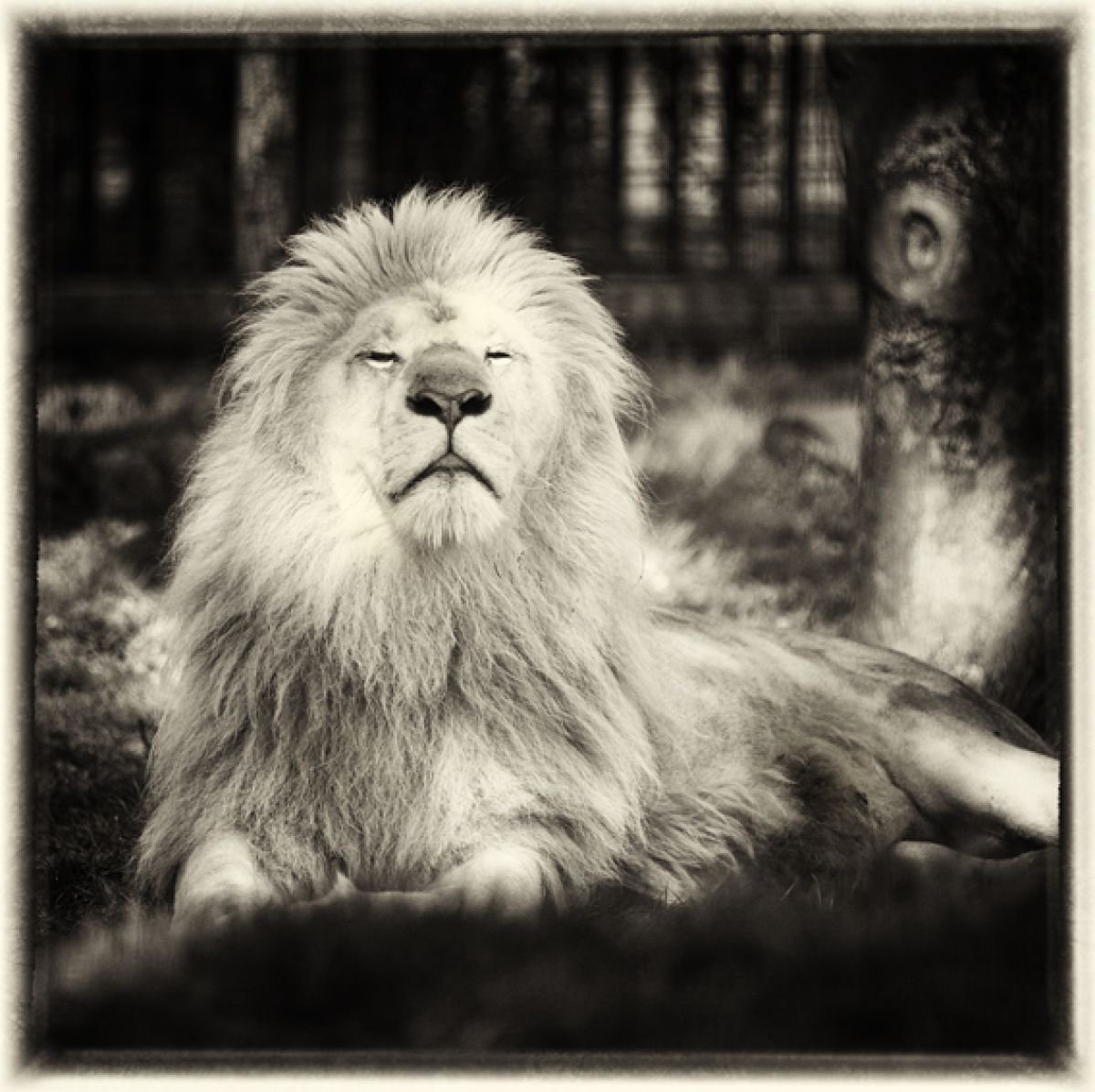 White Lion by Stephen Hodgetts Photography