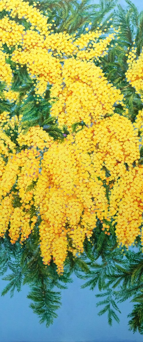 Mimosas in Bloom by Anastasia Woron
