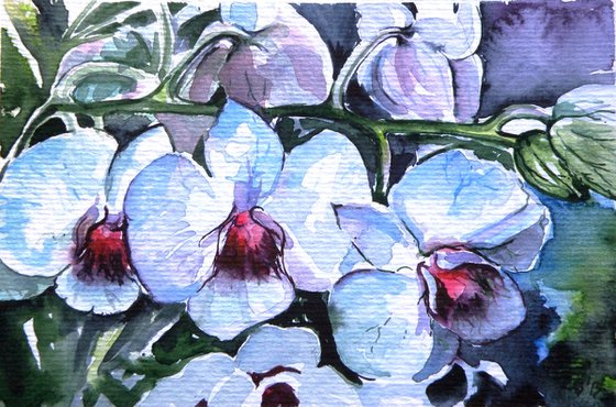 Orchid I
