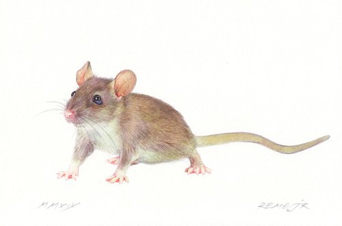 Mice VI by REME Jr.