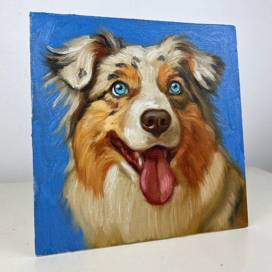 Australian Shepherd