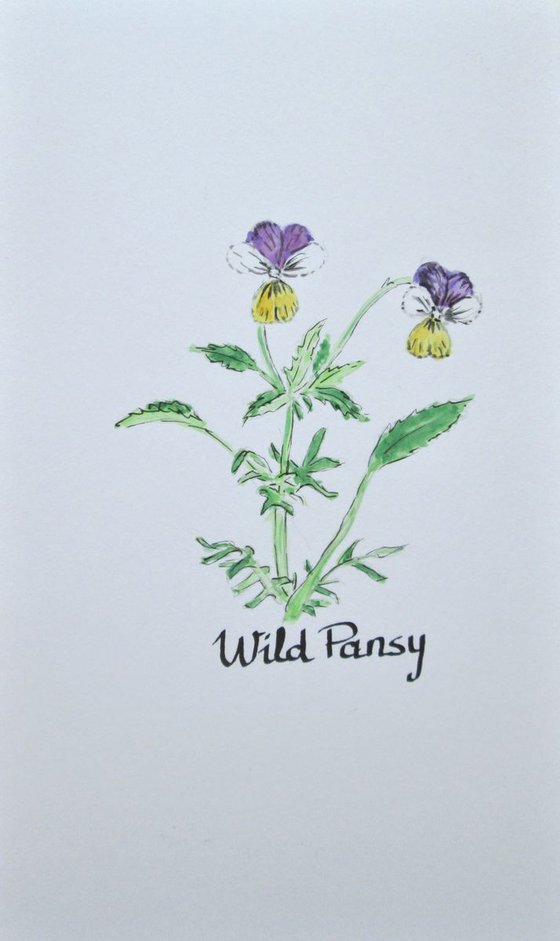 Wild Pansy