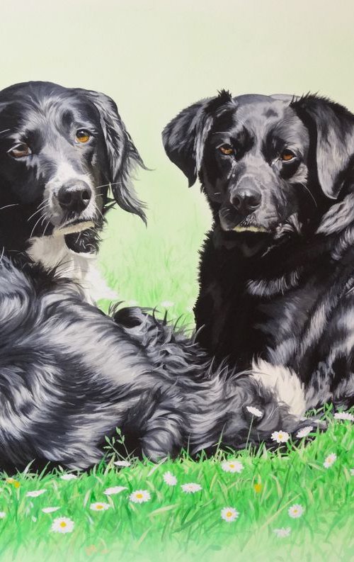 Collie and black labrador by Julian Wheat