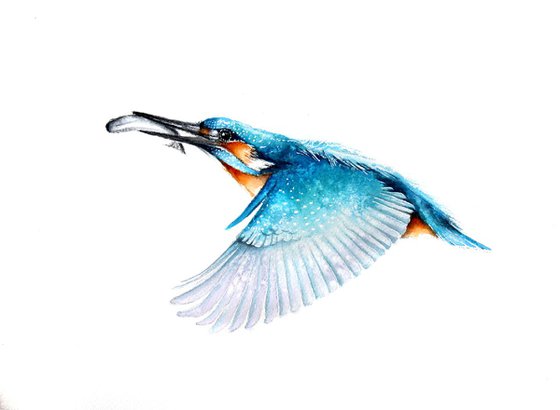 Flying Kingfisher , wildlife, birds and nature watercolour