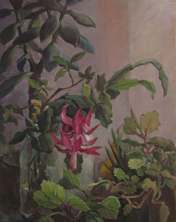 Christmas Cactus