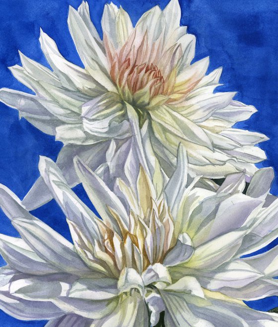 white dahlia in blue