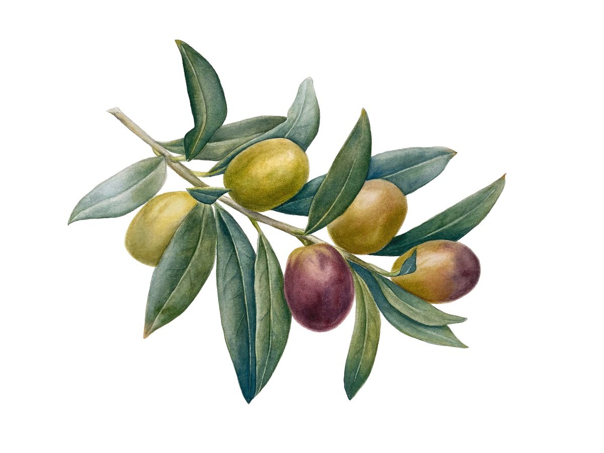 Photorealistic Botanical Watercolour By Anna Lyashenko, 17 X 13, Olive Branch, Original Artwork