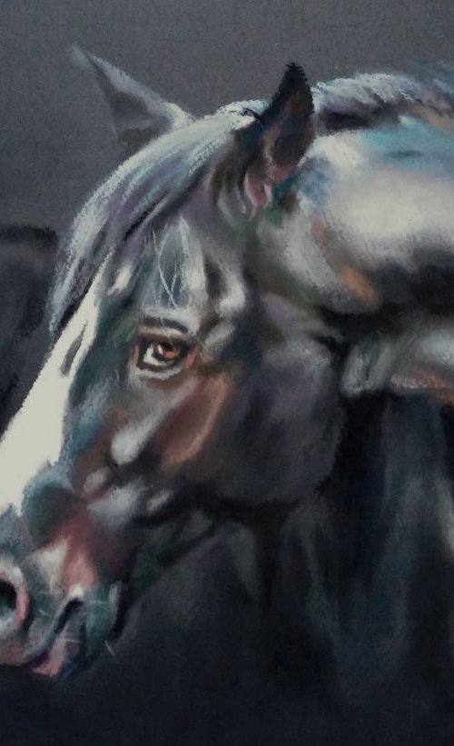 A series of horse portraits Black by Magdalena Palega