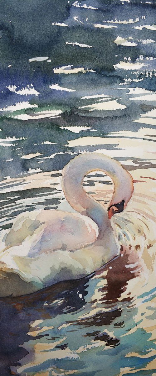 Swan by Jing Chen