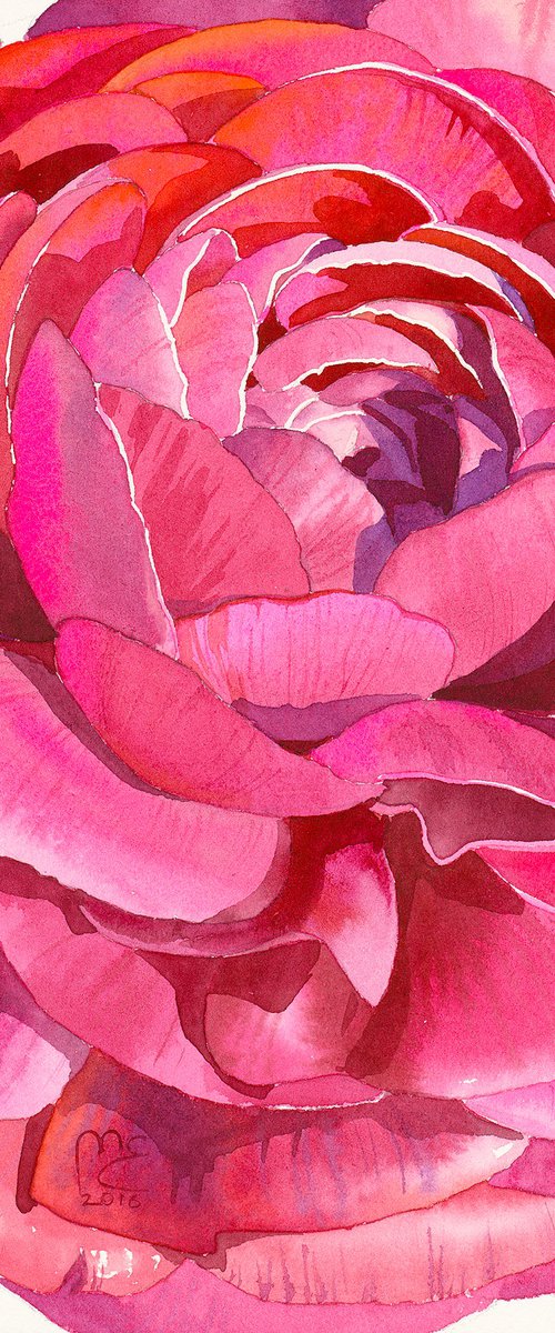 Bright pink Ranunculus flower by Eleanor Mill