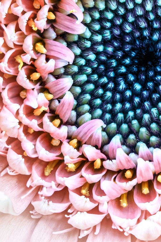 The Still Swirl of Gerbera