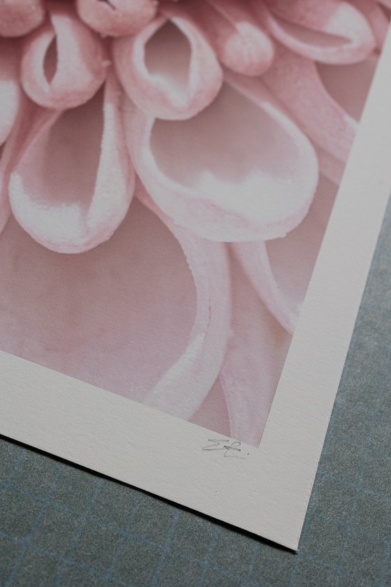 PINK VORTEX OF BLOOM