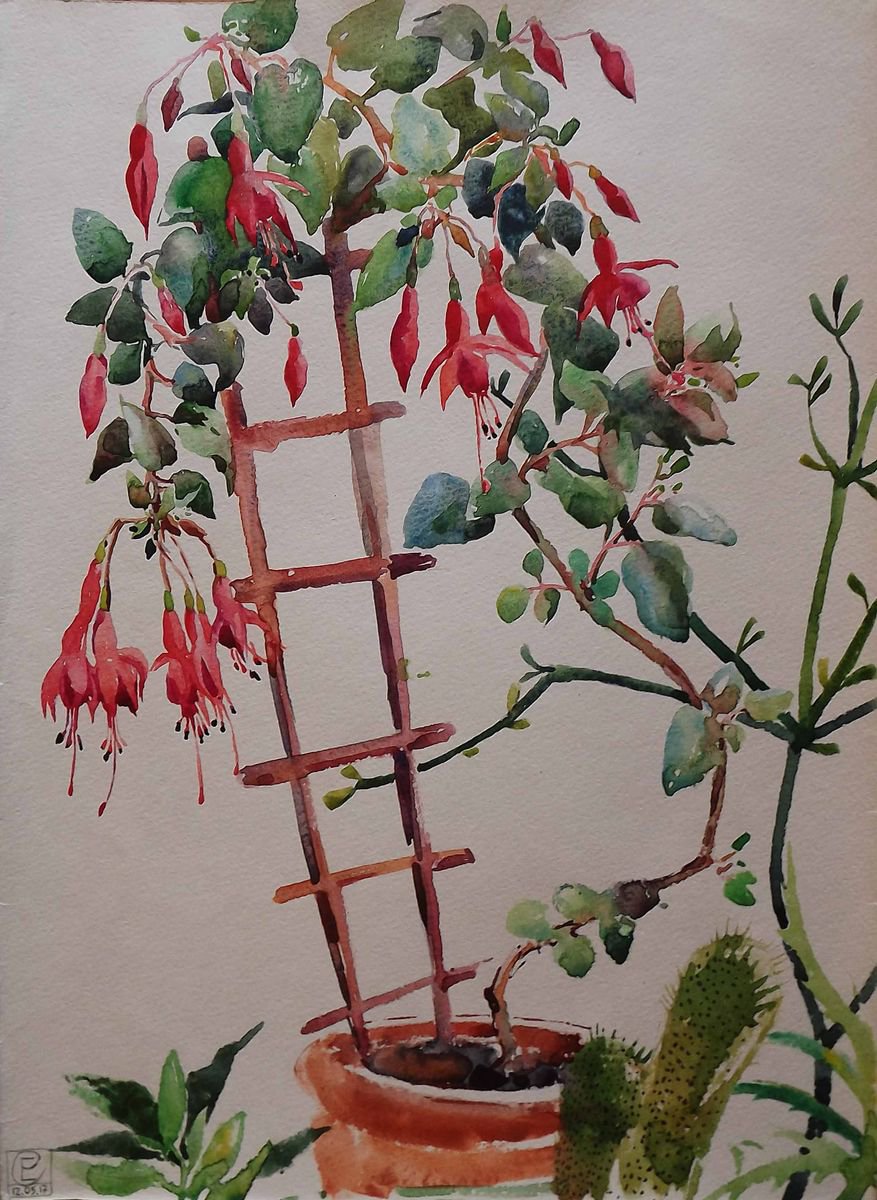 Fuchsia and succulents by Katerina Savina