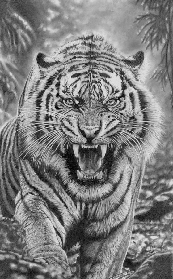 Jungle Tiger