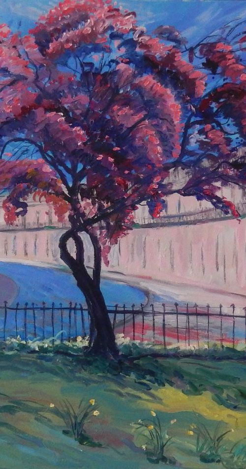 Cherry Tree in St Bernard's Crescent, Edinburgh by Stephen Howard Harrison