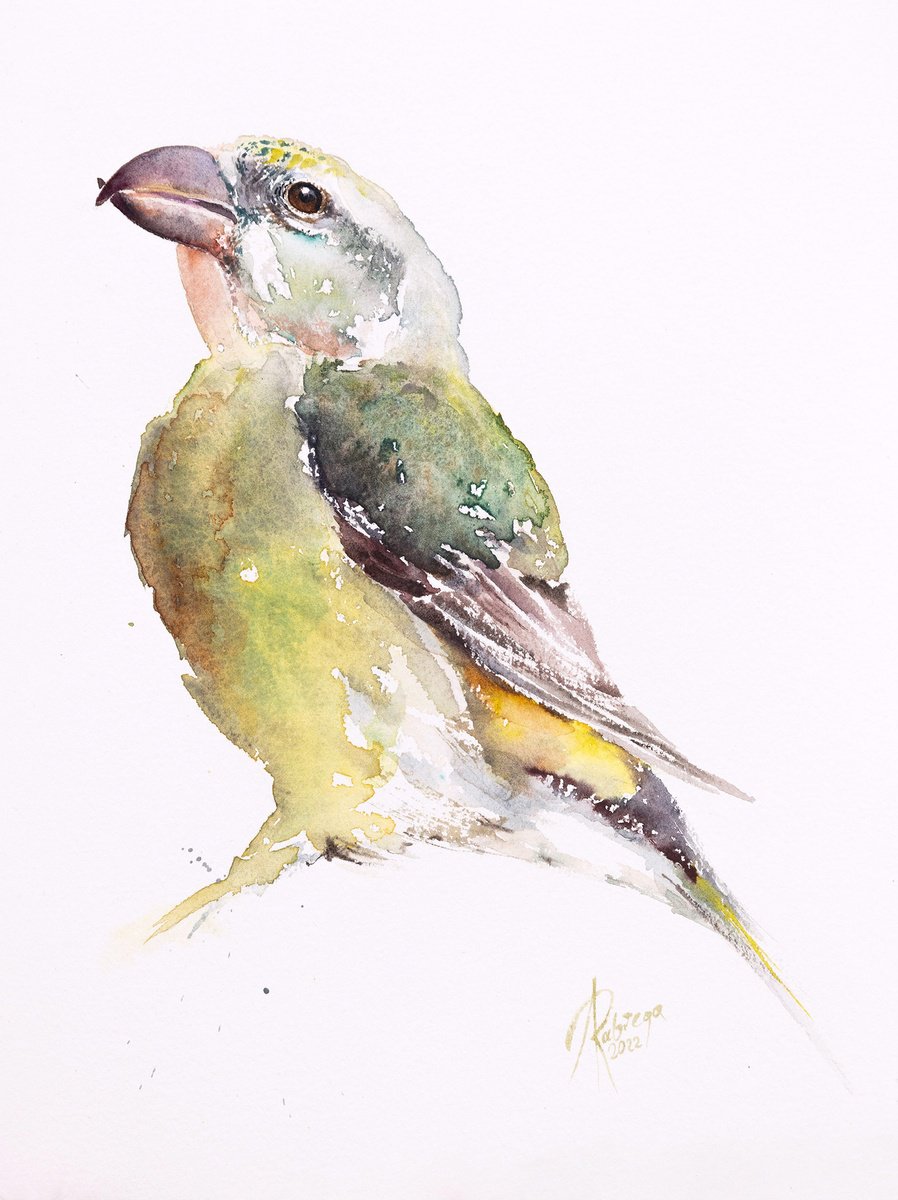 Animal Watercolour By Andrzej Rabiega, 9 X 13, Parrot Crossbill - Male, Original Artwork