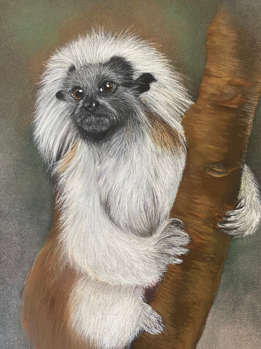 Cotton top tamarin by Maxine Taylor
