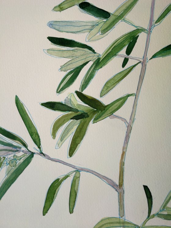 Olive Branch Original Watercolor Painting
