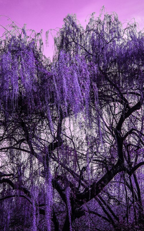 Purple Rain by Georgia Merton