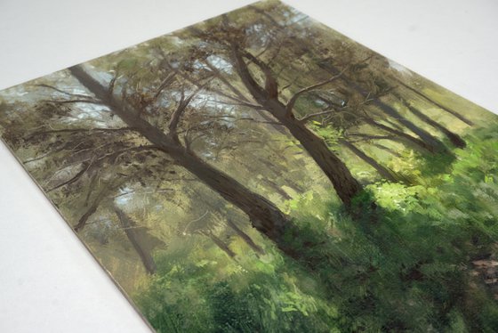 Spring in the forest
