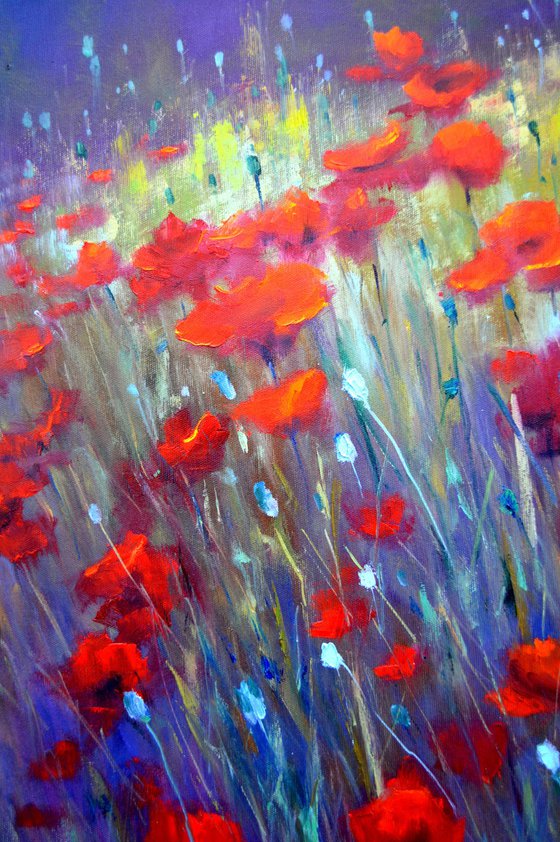 Field poppies