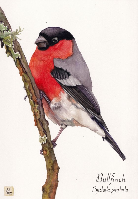 Bullfinch