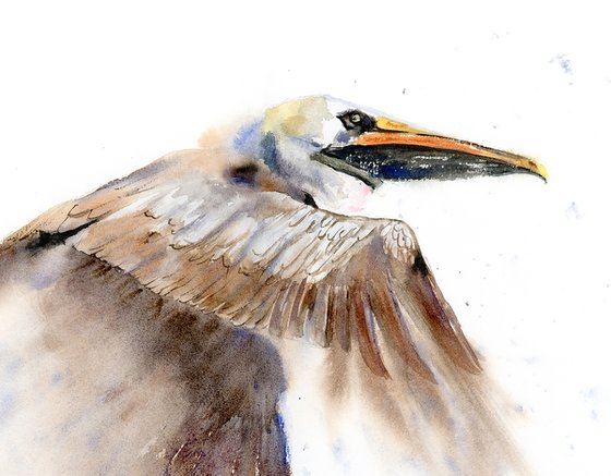 Flying Brown Pelican  -  Original Watercolor Painting