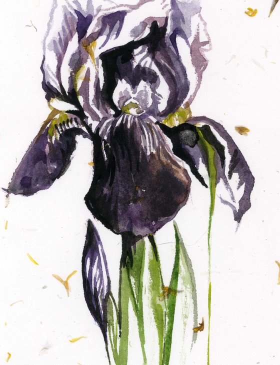 iris watercolor on hand-made paper