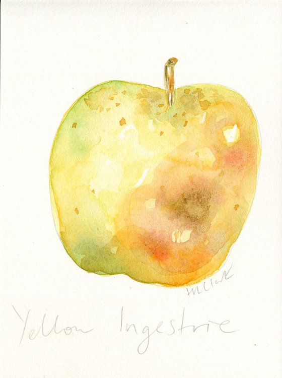 Yellow Ingestrie Apple Watercolour