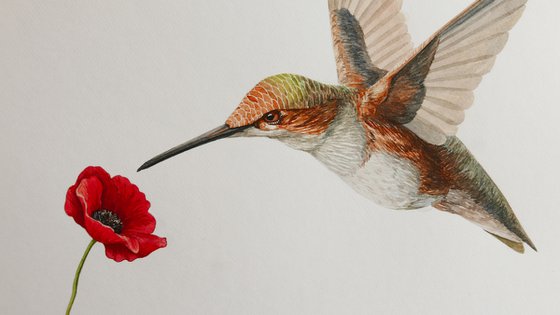 Hummingbird with poppy