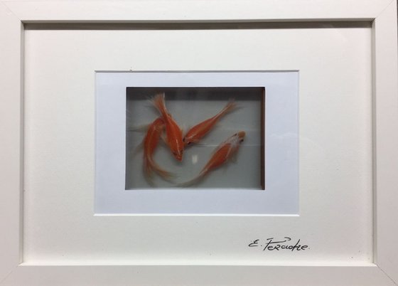 3D goldfish. glass Acrylic