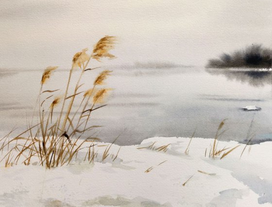 Dry Reed on the River Banks Snow  - Dry Grass - Dry Brown River Cane Grass - wintertime