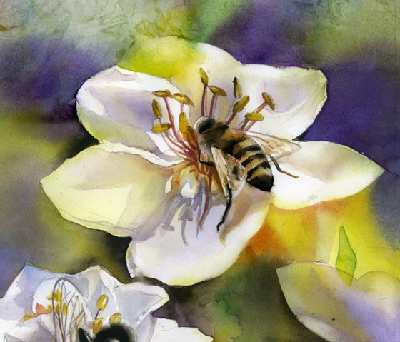 bee with pear blossom