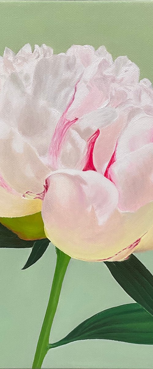 White Peony by Alla Kallass