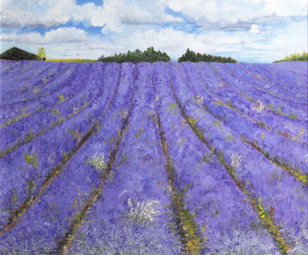 Snowshill Lavender Fields1 by Christine Gaut
