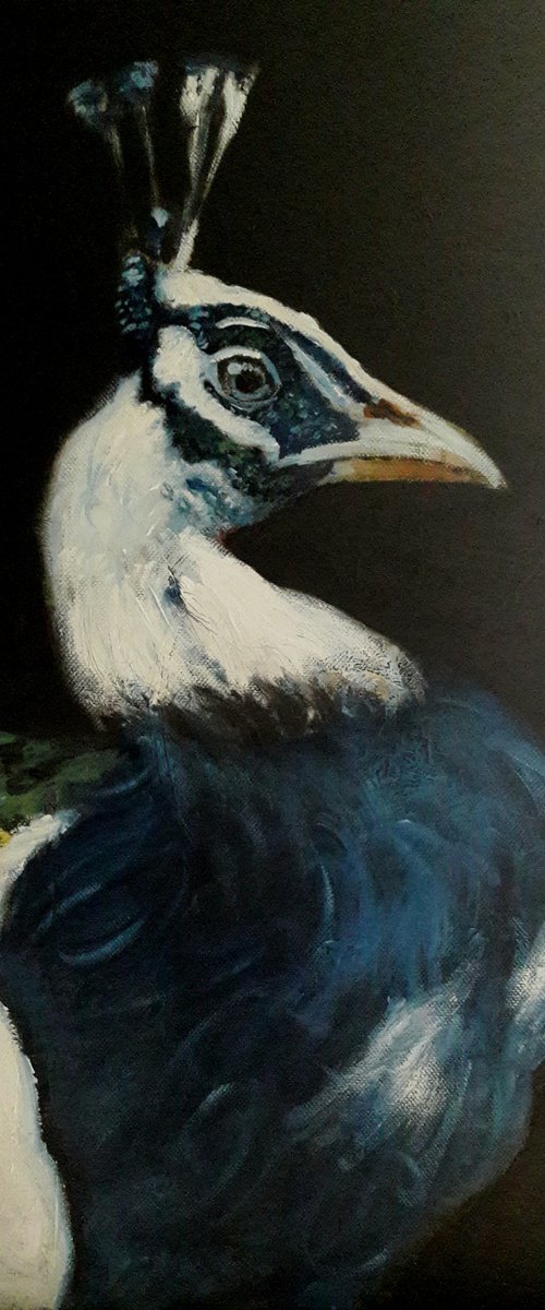 Peacock by Jack Bagley