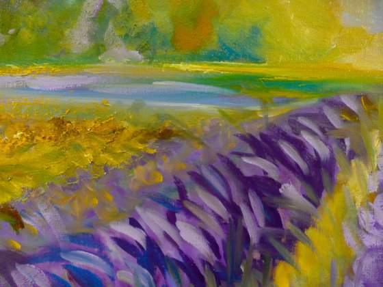 Lavender Fields 2025