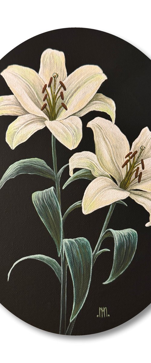 Lilium Candidum (White Lilies) by Mason Holcomb