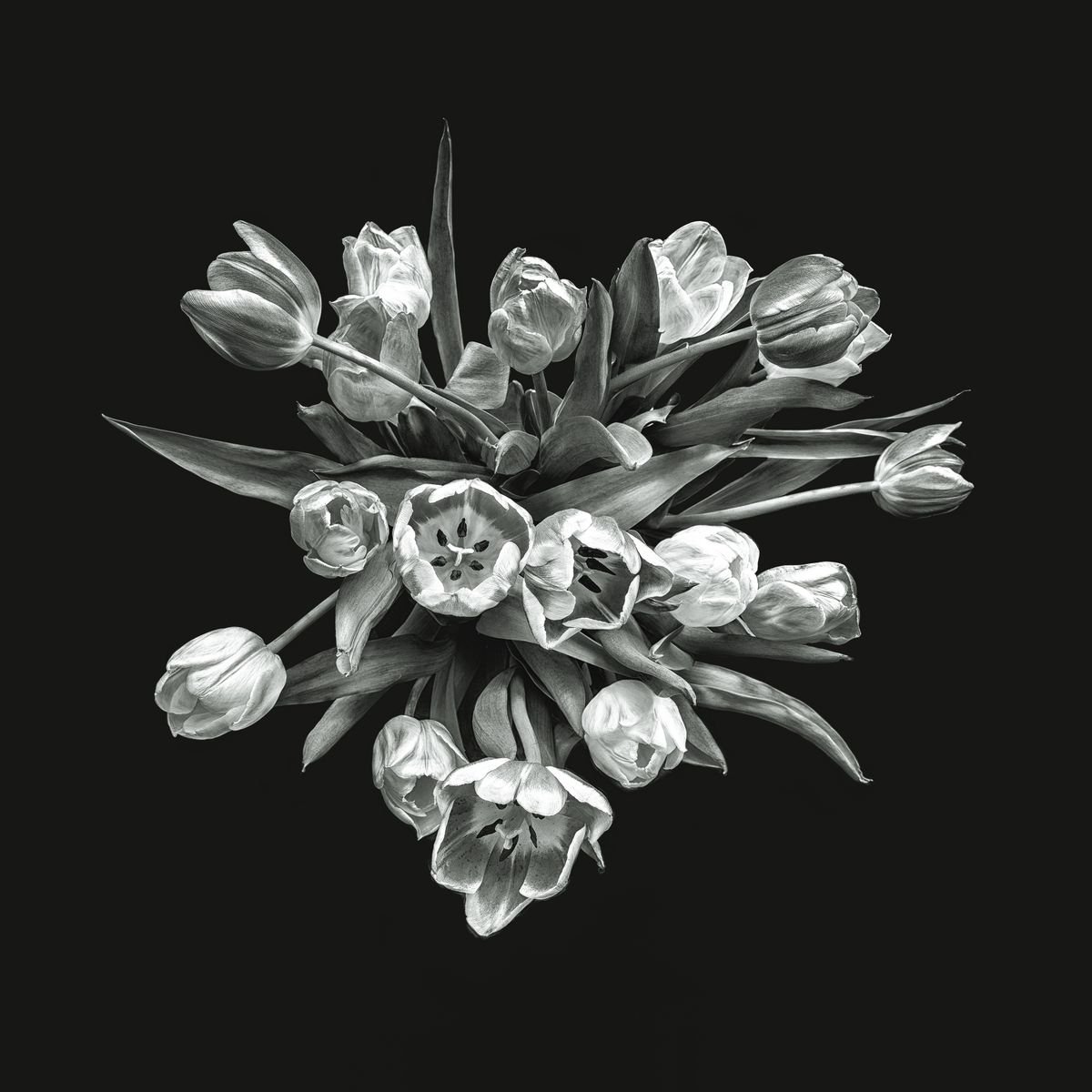 Photorealistic Photograph , Tulips From Above By Paul Nash, 24 X 24, Artwork For Sale On Artfinder