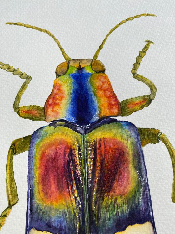 Radiant Majesty: Chrysochroa Edwardsi Beetle 2