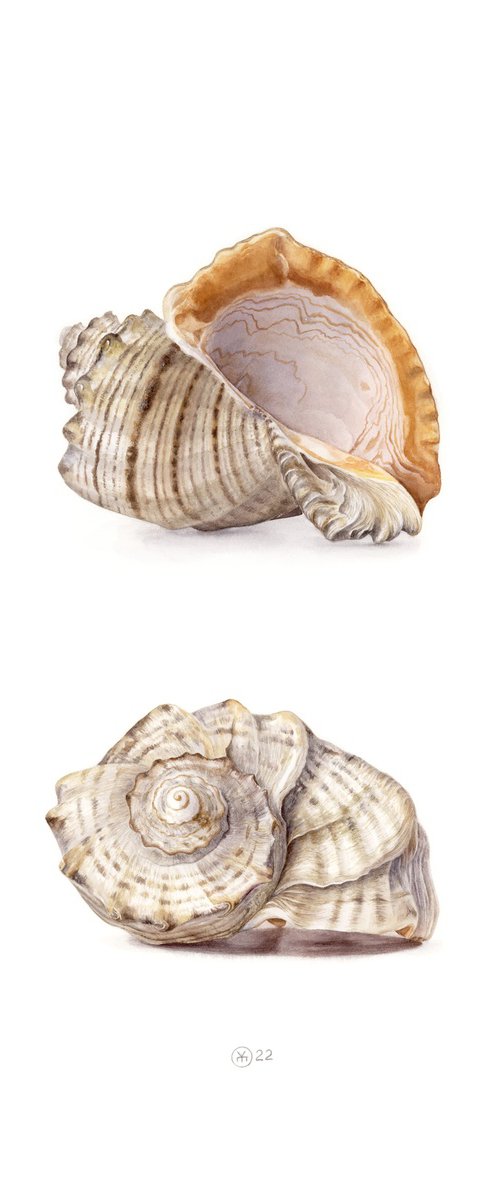 Conch Shell by Yuliia Moiseieva