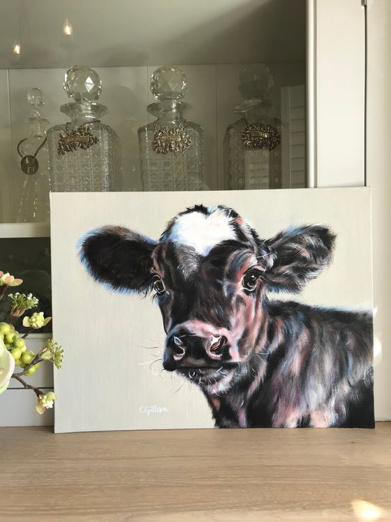 Jack of Hearts Valentine - Black & white cow calf with white heart original oil painting