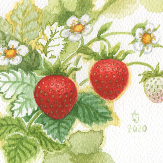Spring is coming - Blooming strawberries
