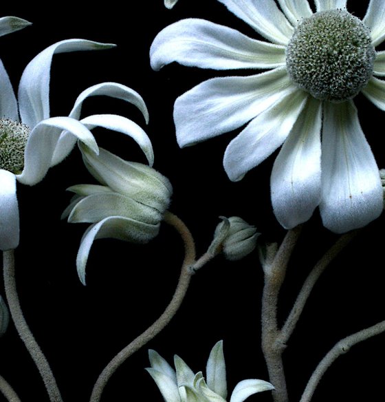 Flannel Flower