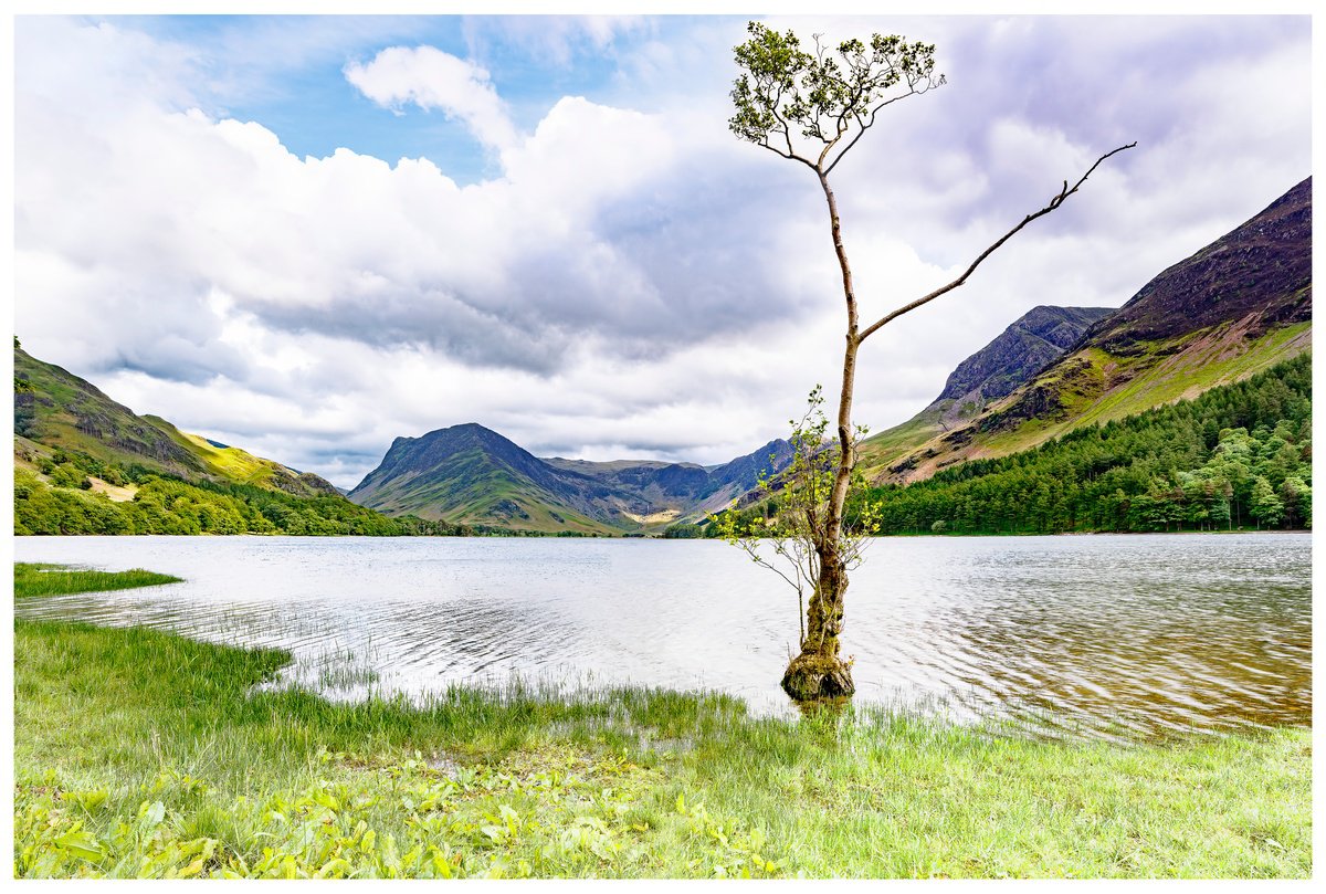 ’The Lonely Tree’ - Buttermere -  English Lake District by Michael McHugh