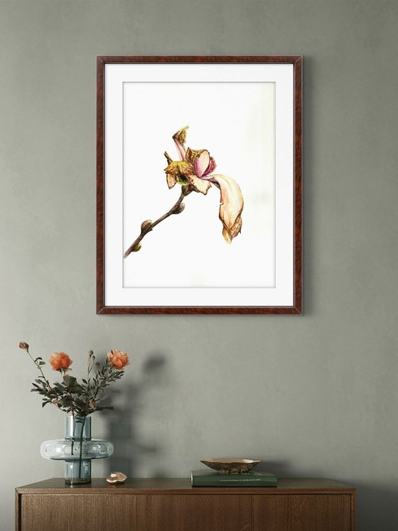Fading Magnolia